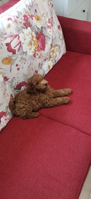 Pudel Red Mini cu pedigree