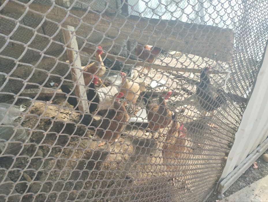 Tovuqlar sotiladi. Yuz mingdan