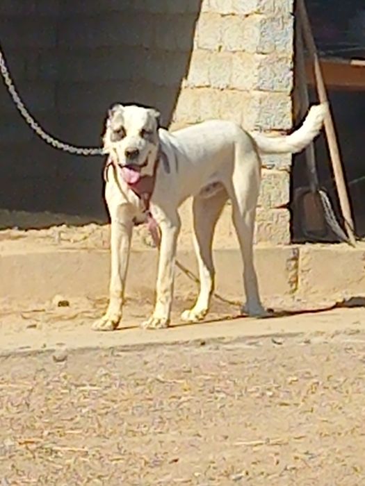 Алабай щенок кобель