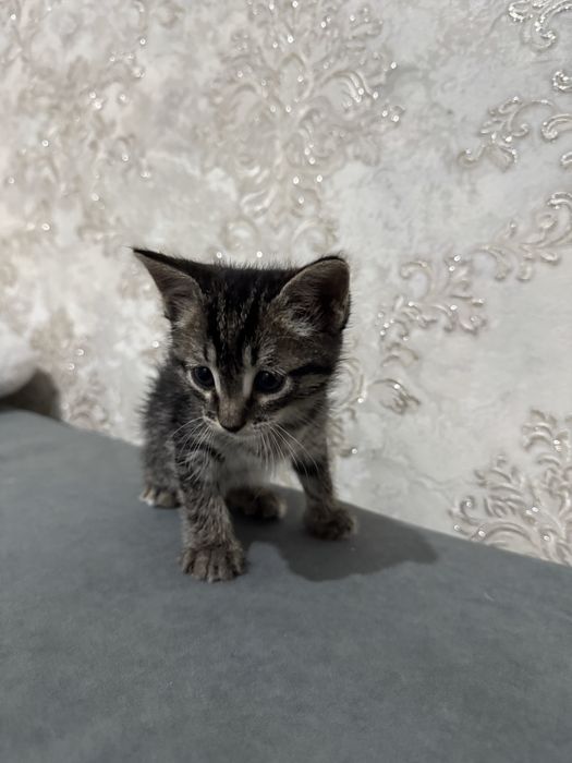Отдам котенка в добрые руки