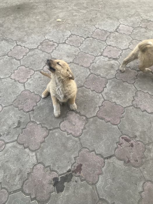 Отдам в добрые руки