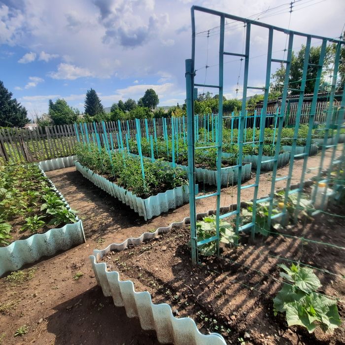 Соленья домашние, деревенские.