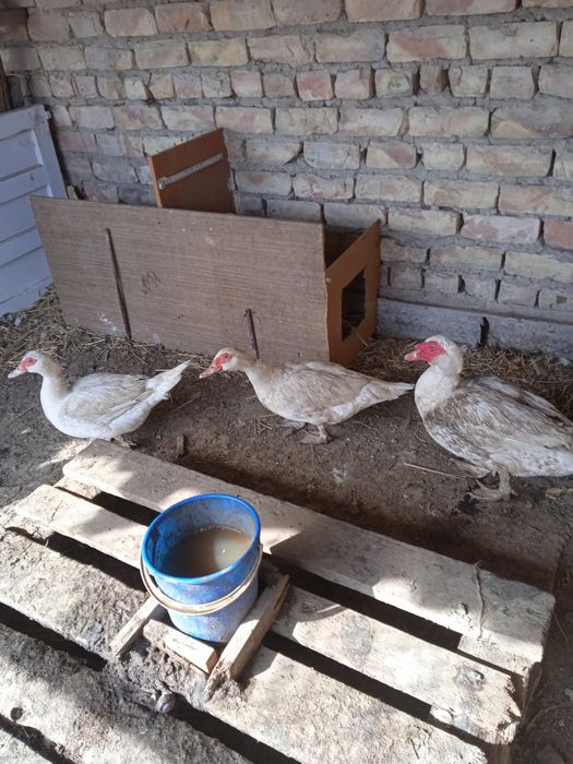 Инкубационные яйца индоутки