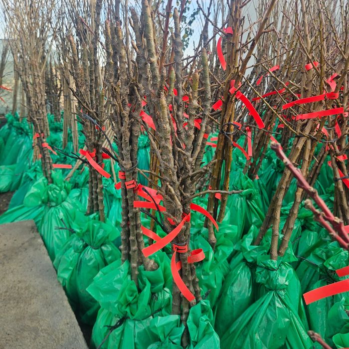 Pomi fructiferi,arbusti fructiferi,plante ornamentale