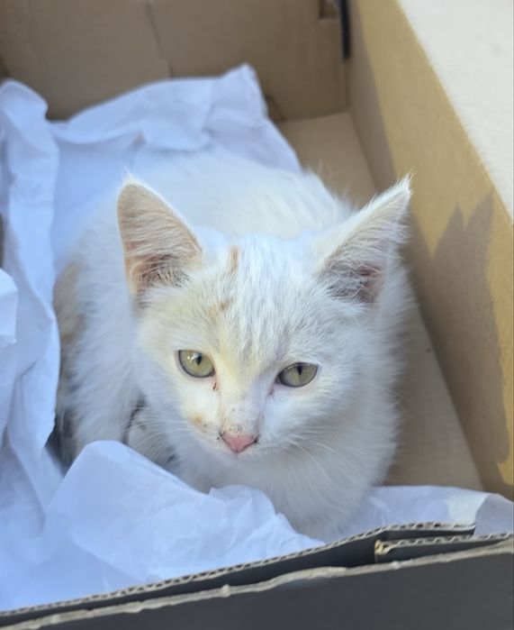 Отдам котенка в хорошие руки!