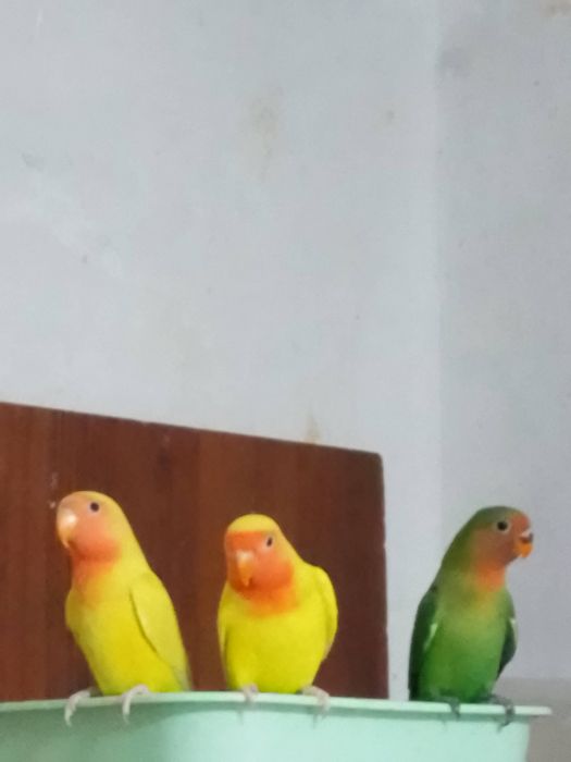 Неразлучники малыши  2 месяца