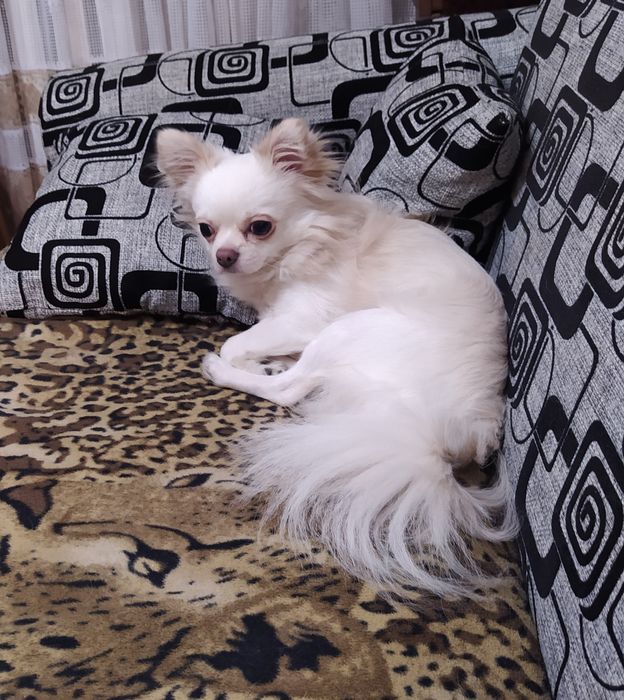 Вязка Чихуахуа длинношёрстный