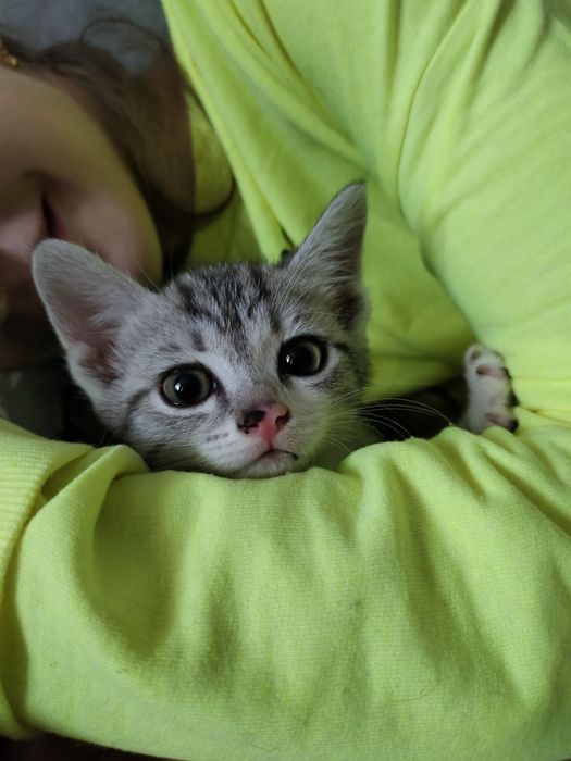 В добрые руки котята