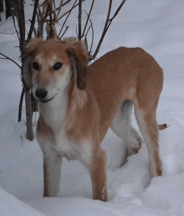 Щенки казахский тазы