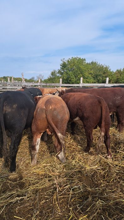 Быки двухлетки с откорма.