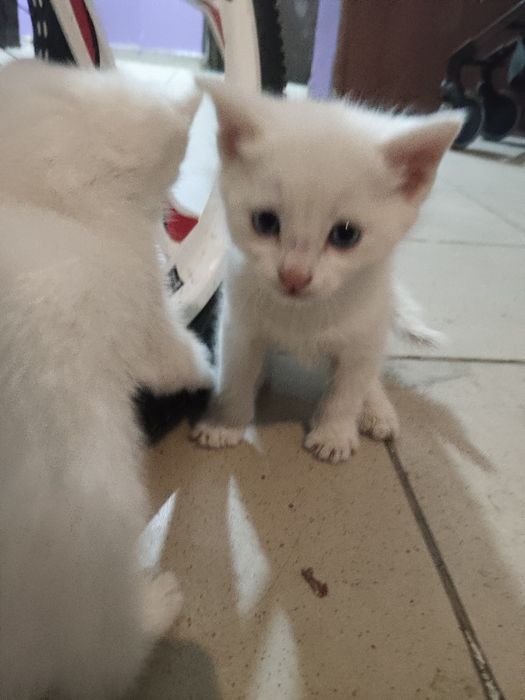 Котенок маленький