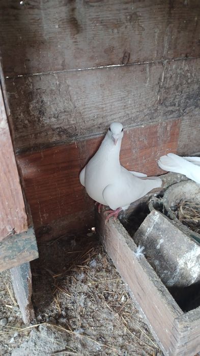 Vând masculi voiajori