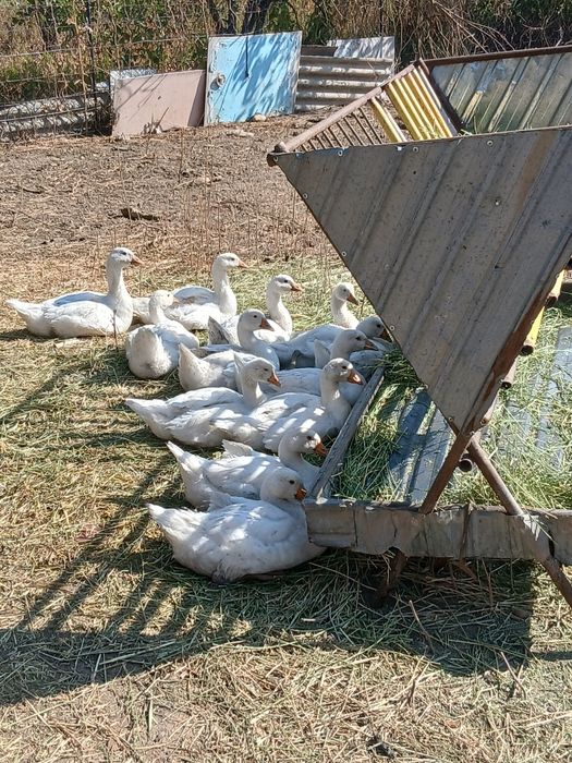 Продажа белых гусей