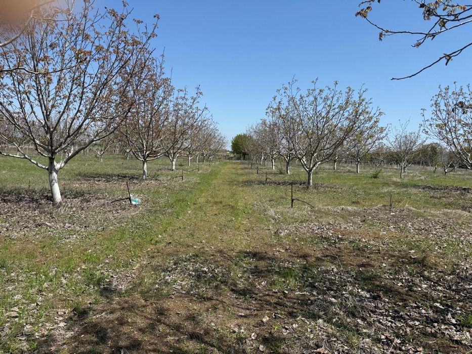 Продава се Земеделски имот в Перущица -  кв.м за 2307 €/дка - Снимка #5