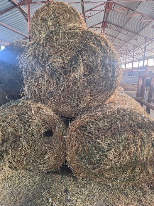 Baloti de lucerna - 120 cm