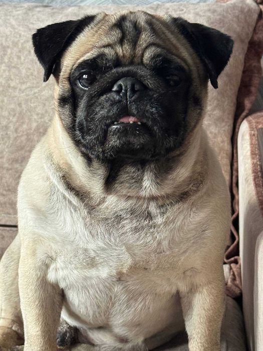 малыши мопса на брони