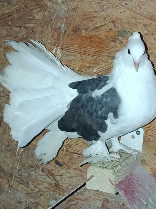 Voltati indieni de vanzare