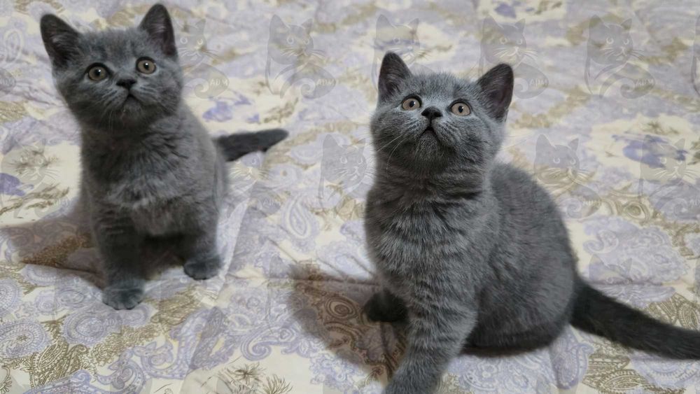 Британские короткошерстные котята премиум класса!