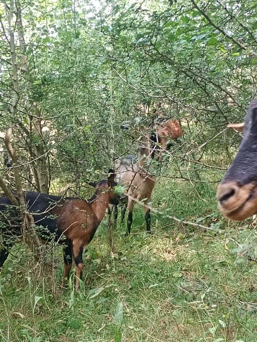 Vind urgent capre tinere și bune de lapte