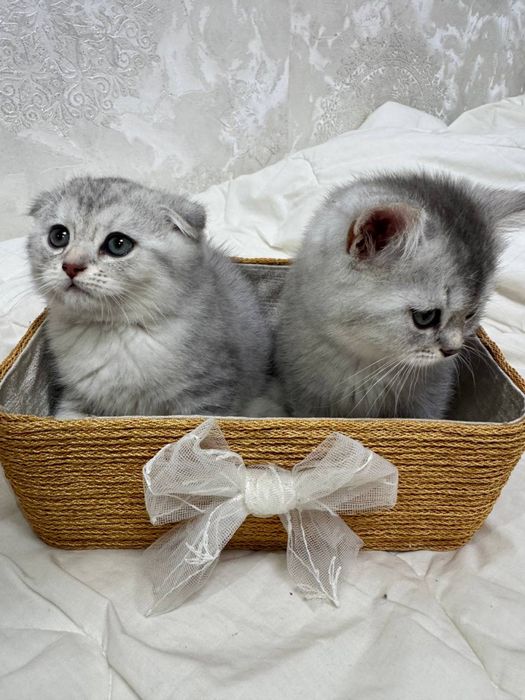 Продаются Котята