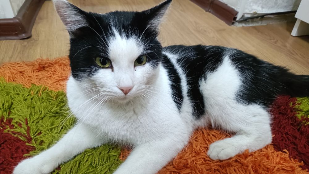 Отдадим кота, в добрые руки