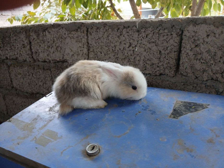 Кролик продаяотса