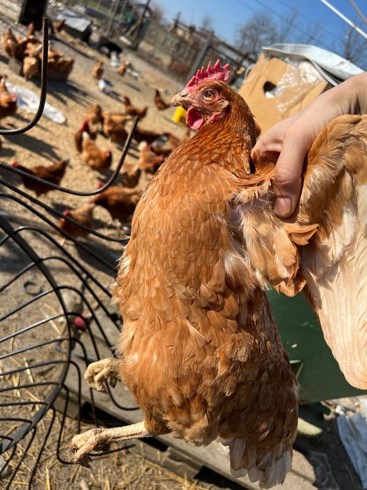 Vand gaini puicute 200buc