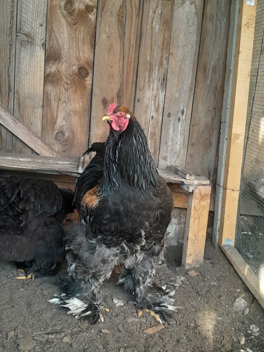 Cocoși Brahma Negru și Wyandotte