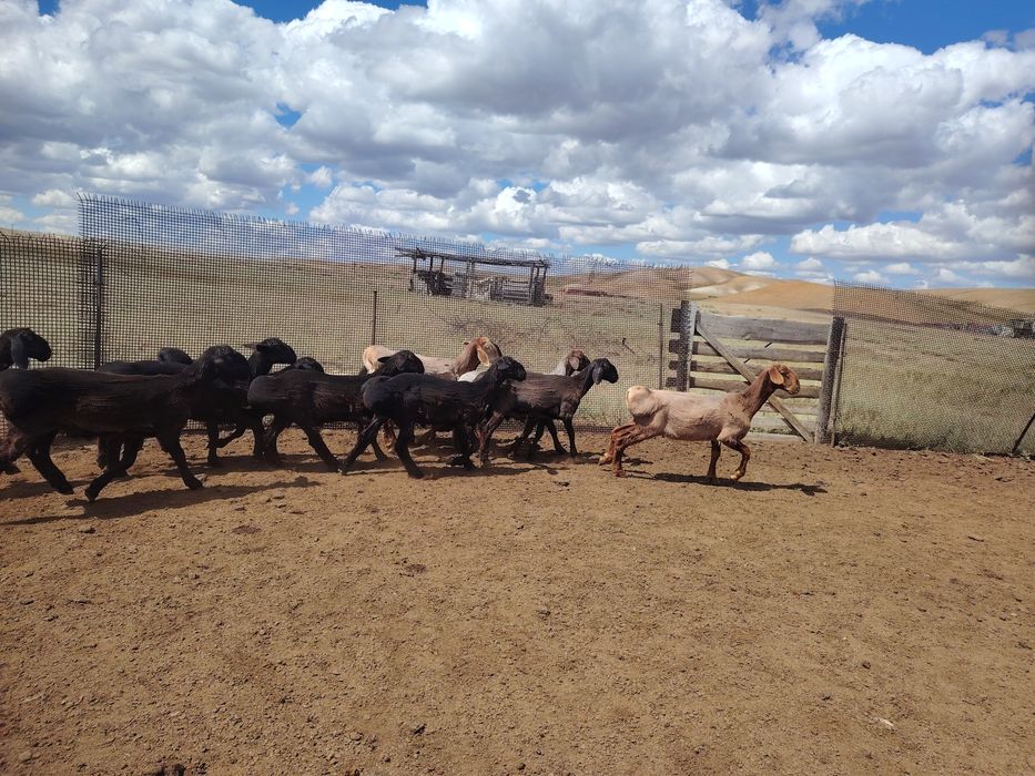 Асыл тұқымды қошқарлар сатылады.