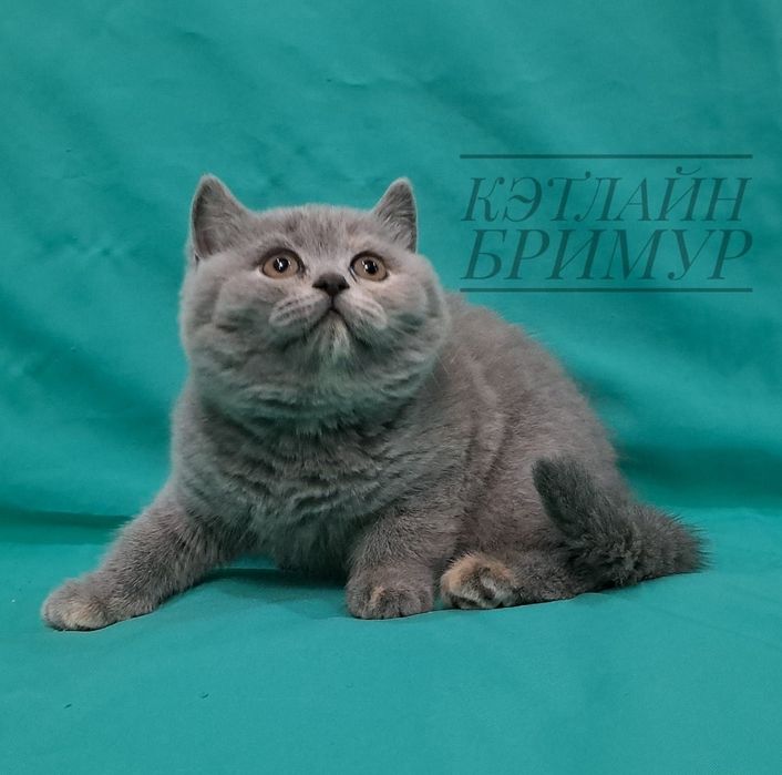 Британские котята из питомника!