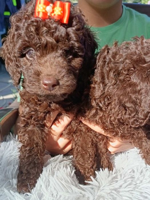 Пудел мини шоколад