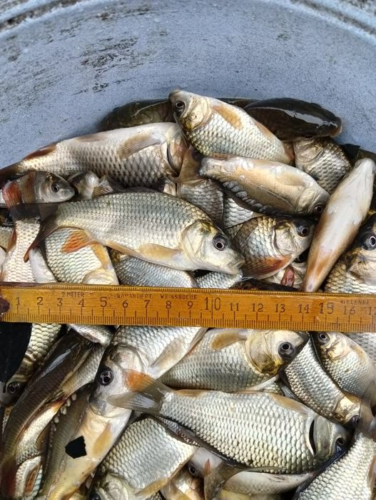 Crap Salbatic vara a 1 a 2025