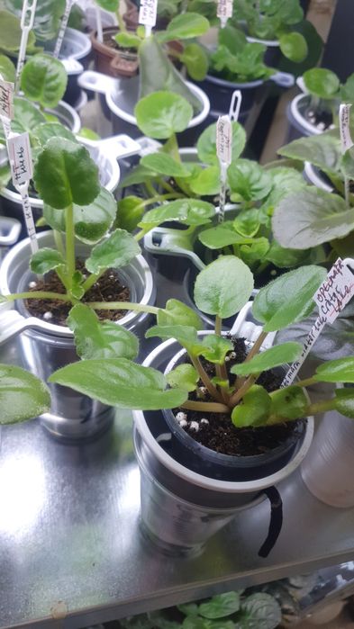 Продам сортовые фиалки