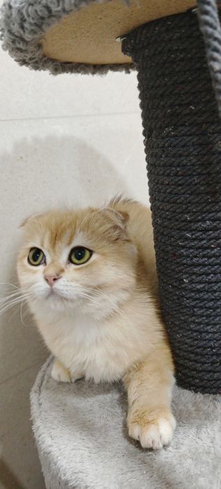 Золотая шиншилла фолд ny13