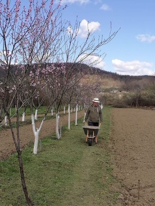 Vand, schimb teren intravilan cu intrarea din DN7c Trasfagarasan