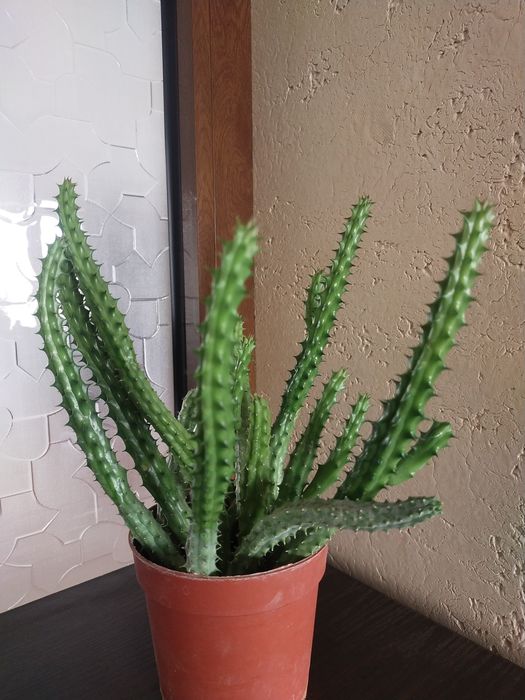 Срочно продаётся Гуэрния