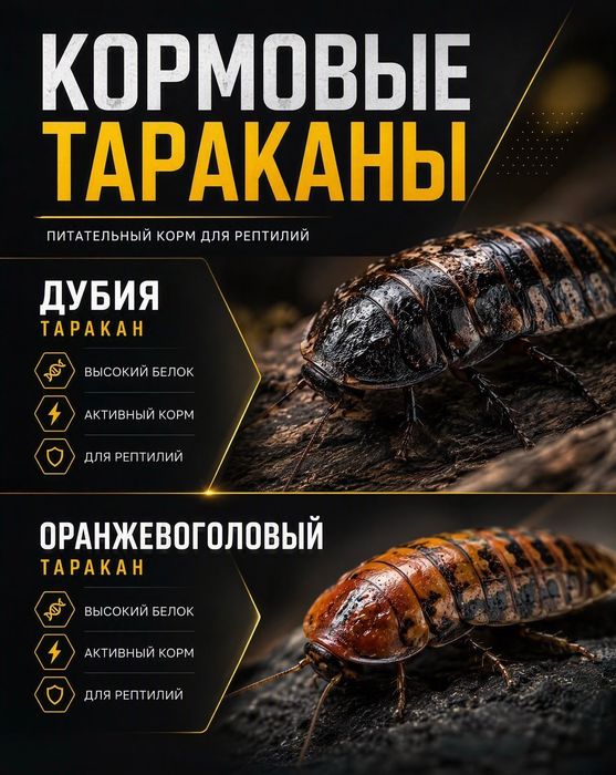 Мраморный таракан !