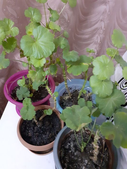 Домашние цветы 500 тенге