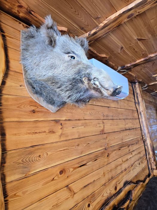 Чучело головы кабана