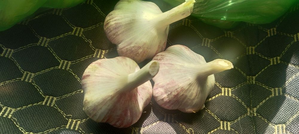 Продам чеснок Комсомолец