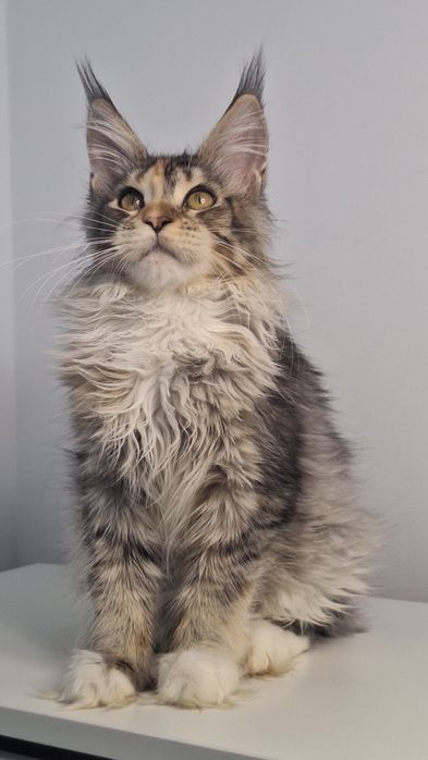 Котята готовые к переезду