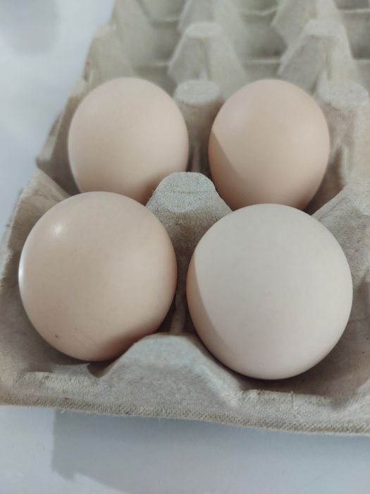 Oua de incubat chochina