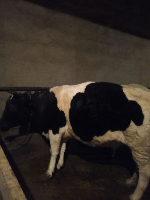 Семіз сиыр сатылады