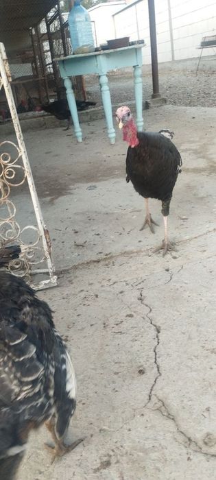 Товук ва куркалар сотилади