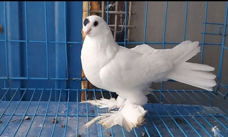 Голуби    Голуби