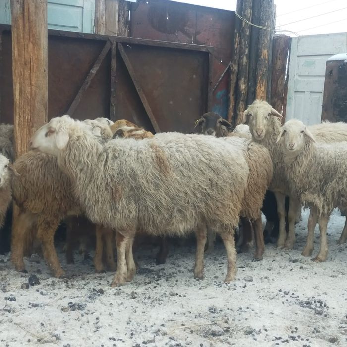 21 голова 1.2млн доставка