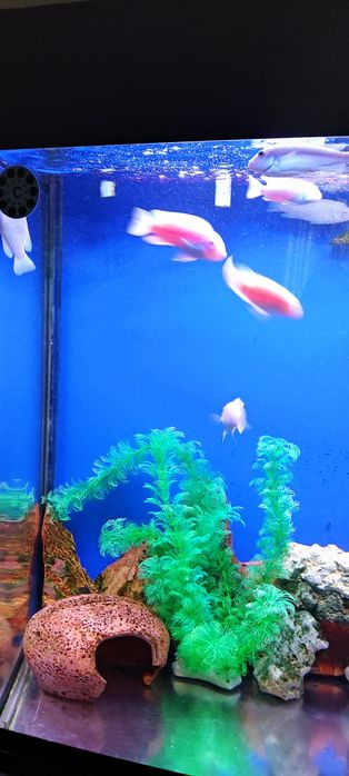 Продам малька снежного принца