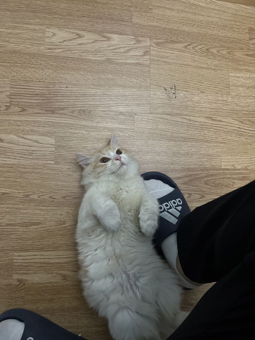 Котенок в добрые руки