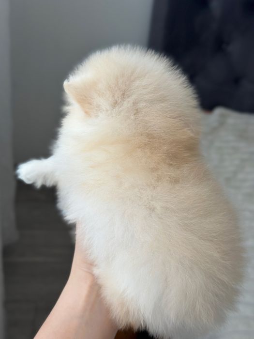 Pomeranian fetita