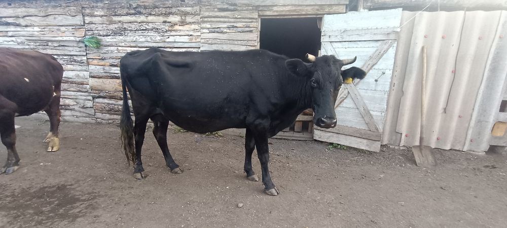 Продам дойных коров